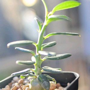 パキポディウム・ビスピノーサム,パキポディウム ビスピノーサム,多肉植物,塊根植物,パキポディウム属の画像