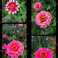 水菜,二十日大根,小松菜,絞り咲ジニア,絞り咲ジニアの画像