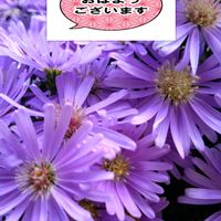 ユウゼンギク,紫の花,外出先,美しき青きドヨウ,土曜日は青の日の画像