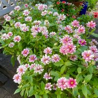 ジニア,ジニアプロフュージョン,ガーデニング,ハルのジニア,小さな庭の画像