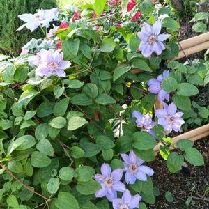 芝生,可愛い,癒される,花のある暮らし,綺麗の画像