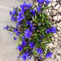 トリテレイアの画像