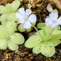 ムシトリスミレの画像