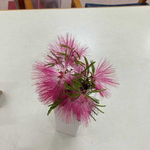 ネムノキの画像