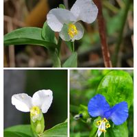 ツユクサ,ツユクサ,シロバナツユクサ,シロバナツユクサ,お隣の公園の画像