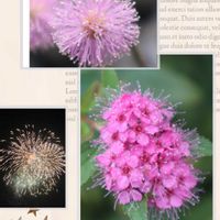 オジギソウ,シモツケ ,花火みたいの画像