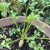 イタリアンパセリ,花のある暮らし,花いろいろ,ハーブはーぶ,家庭菜園の画像