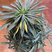 ソテツキリン,パイナップルコーン,多肉植物,ユーフォルビア,不思議ちゃんの画像