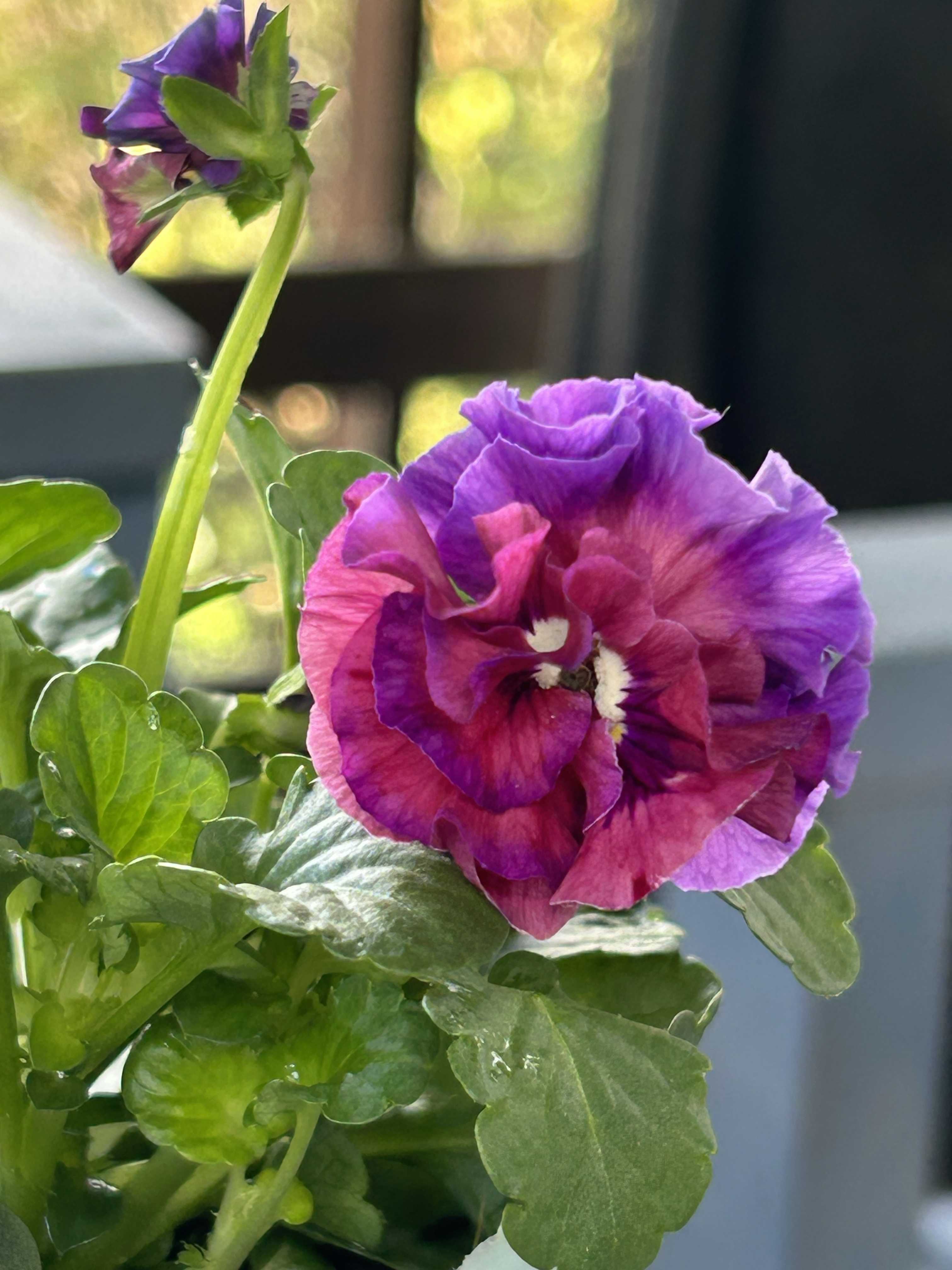 メゾンド ビオラの一覧｜🍀GreenSnap（グリーンスナップ）