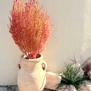 コキア,コキア,シマトネリコ,紅葉,パールアカシアの画像