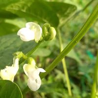 インゲン,畑の画像