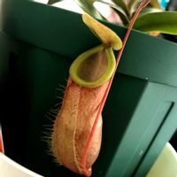 ネペンテス,食虫植物,窓際,珍奇植物,ネペンテス属の画像