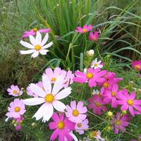 コスモス,コスモス,レモングラス,マムダチ♡,ガンなんかに負けないで!の画像