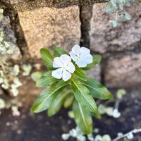ニチニチソウ,カブ,ミニ白菜,オレンジミニ白菜,天王寺かぶの画像