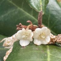 グミ,花散歩,素敵な出会い,季節を楽しむの画像