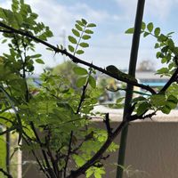 山椒,アゲハ 幼虫の画像