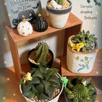 ハオルチア,ハオルチア,ドラゴンボール,ドラゴンボール,フォーカリアの画像