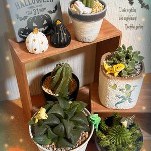 ハオルチア,ハオルチア,ドラゴンボール,ドラゴンボール,フォーカリアの画像