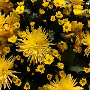 きく  菊,ガーデニング,花束,お祝い花, フラワーアレンジの画像