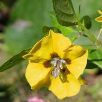 ホオズキ,鬼灯(ほおずき),食用 ほおずき,ガーデニング,ビタミンカラーの画像