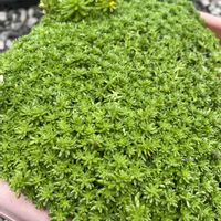 エンジェルストランペット,トマト,鉢植え,ほったらかし,マンネングサ属の画像