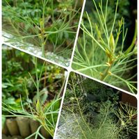 カラー,原種シクラメン ヘデリフォリウム,ラナンキュラス　ラックス,セルリア ブラッシングブライド,クレマチス　プチフォーコンの画像