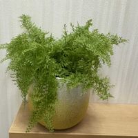 ネフロレピス,ネフロレピスコットンキャンディ,観葉植物,植え替え,シダ植物の画像