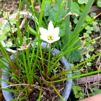 オーニソガラムの画像