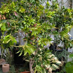 馬酔木(アセビ）,馬酔木(アセビ）,新高梨,アガパンサス アトミックブルーム,花芽の画像