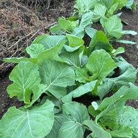 葉牡丹,キャベツ,キャベツ,種から,オルトランの画像