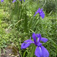 カキツバタの画像