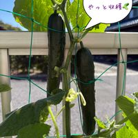 キュウリ,きゅうり,家庭菜園,畑,庭の画像