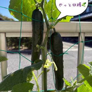 キュウリ,きゅうり,家庭菜園,畑,庭の画像
