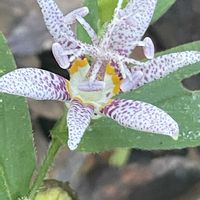 ホトトギス,山野草,自生,今日のお花,宮崎県の画像