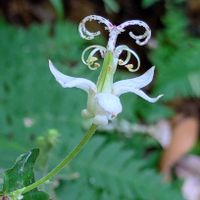 タマガワホトトギス,ホトトギス,ヤマジノホトトギス,イワタバコ,自生の画像