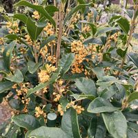 金木犀,枝豆,銀木犀,大豆,四季木犀の画像