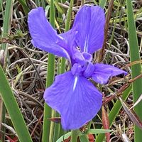 カキツバタ,山野草の画像
