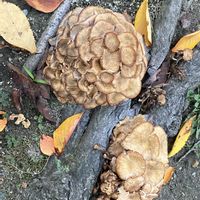 キノコ,カナメモチ,植木,紅葉（こうよう）,緑のある暮らしの画像