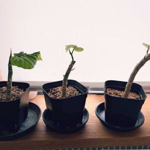 ウンベラータ,フィカス　ウンベラータ,植物のある暮らし,剪定の画像