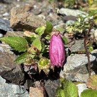 キンロバイ,タカネナデシコ,ホタルブクロ,リンドウ,コウシンヤマハッカの画像