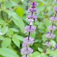 バジル,ホーリーバジル,ハーブ,スマホ撮影,畑に咲く花の画像