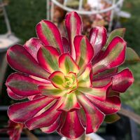 アエオニウム サンバースト,ピンクッション,ノリウツギ  ミナヅキ,オレンジスノーボール,アエオニウム シャネルの画像