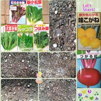 ルッコラ,カブ,大葉春菊,新小松菜,カブ 味こがねの画像