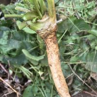 グラジオラス,グラジオラス,ジャガイモ,ジャガイモ,スイセンの画像