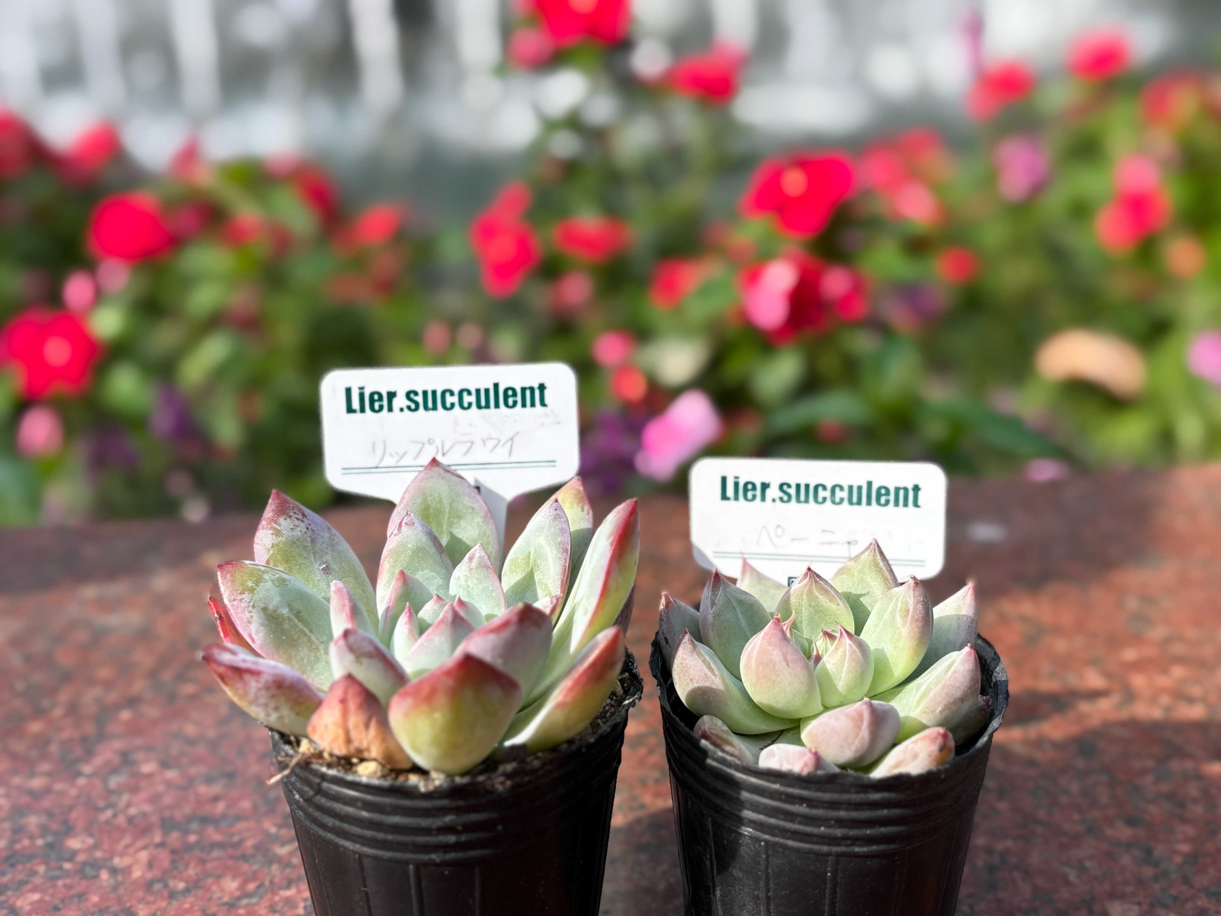 可愛いお顔いっぱい＊*浜万年草錦＊抜き苗＊ポット内全部＊斑入り浜万年草 可愛いお顔いっぱい＊*浜万年草錦＊抜き苗＊ポット