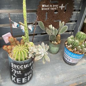 サボテン,寄せ植え,サビサビ,もりもり,手作り雑貨の画像