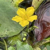 アサザ,散歩中,善福寺公園,お出かけ先の画像