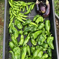 キュウリ,ツルムラサキ,ナス,ピーマンの画像