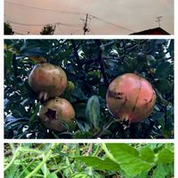 ザクロ,スイカ,ほんとうの空のある福島,花ブローチ倶楽部,雲仲間の画像