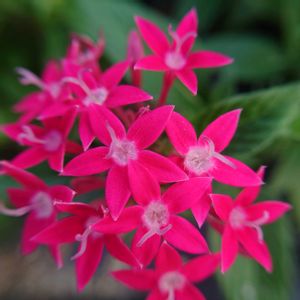 ペンタス,散歩,花壇,庭園,スマホ撮影の画像